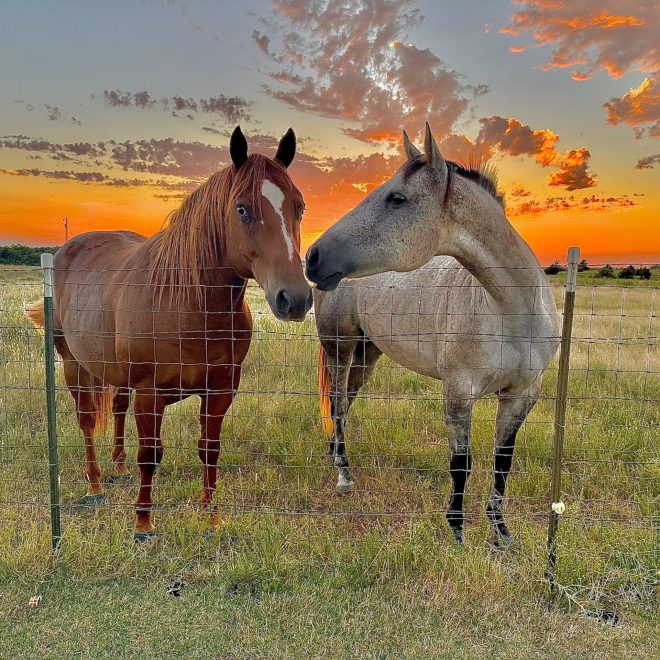 Two horses at sunset staying overnight at KK's Horse Hotel